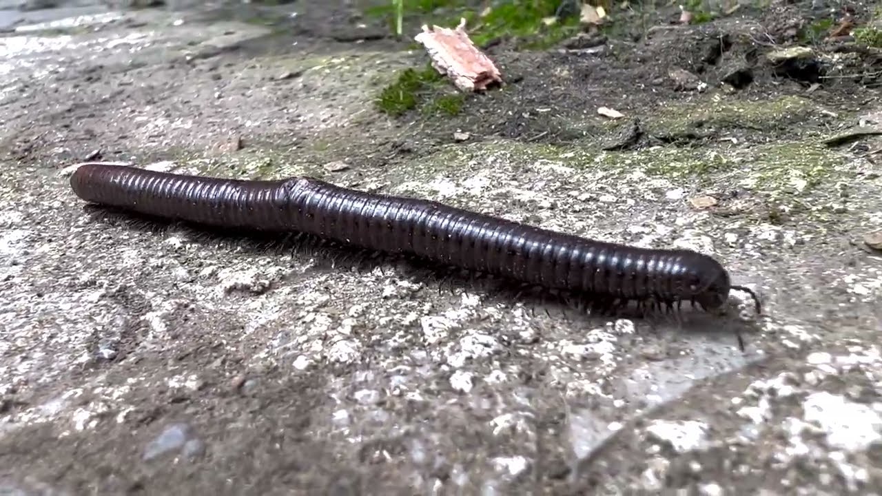 Myriapod, centipede