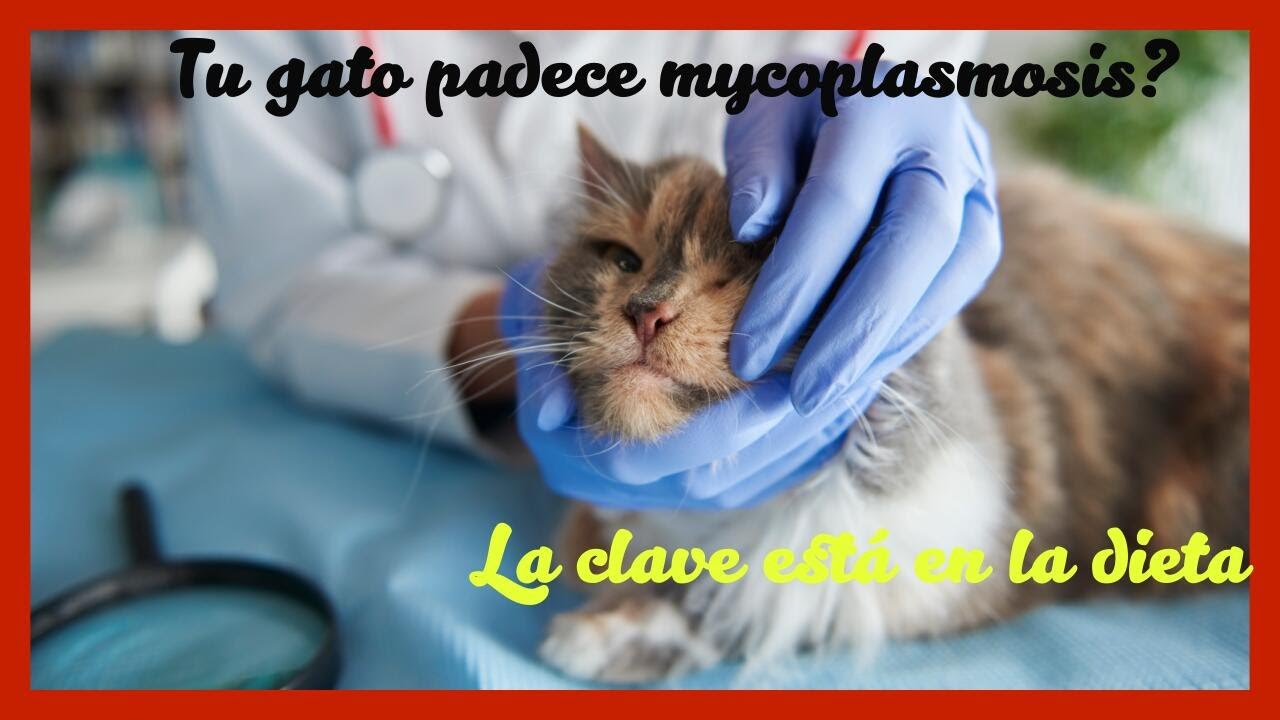 Dieta adaptada a la anemia infecciosa felina o Micoplasma felino