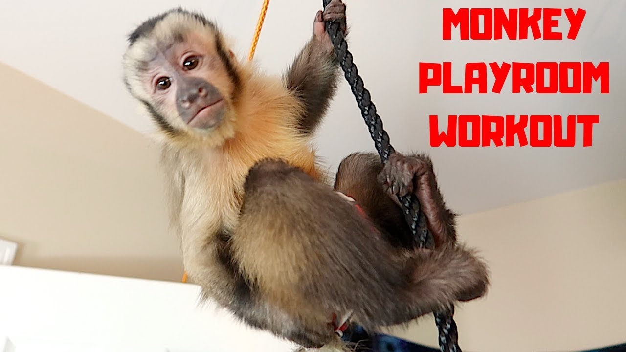 Baby Monkey Playroom Workout! (CUTE)