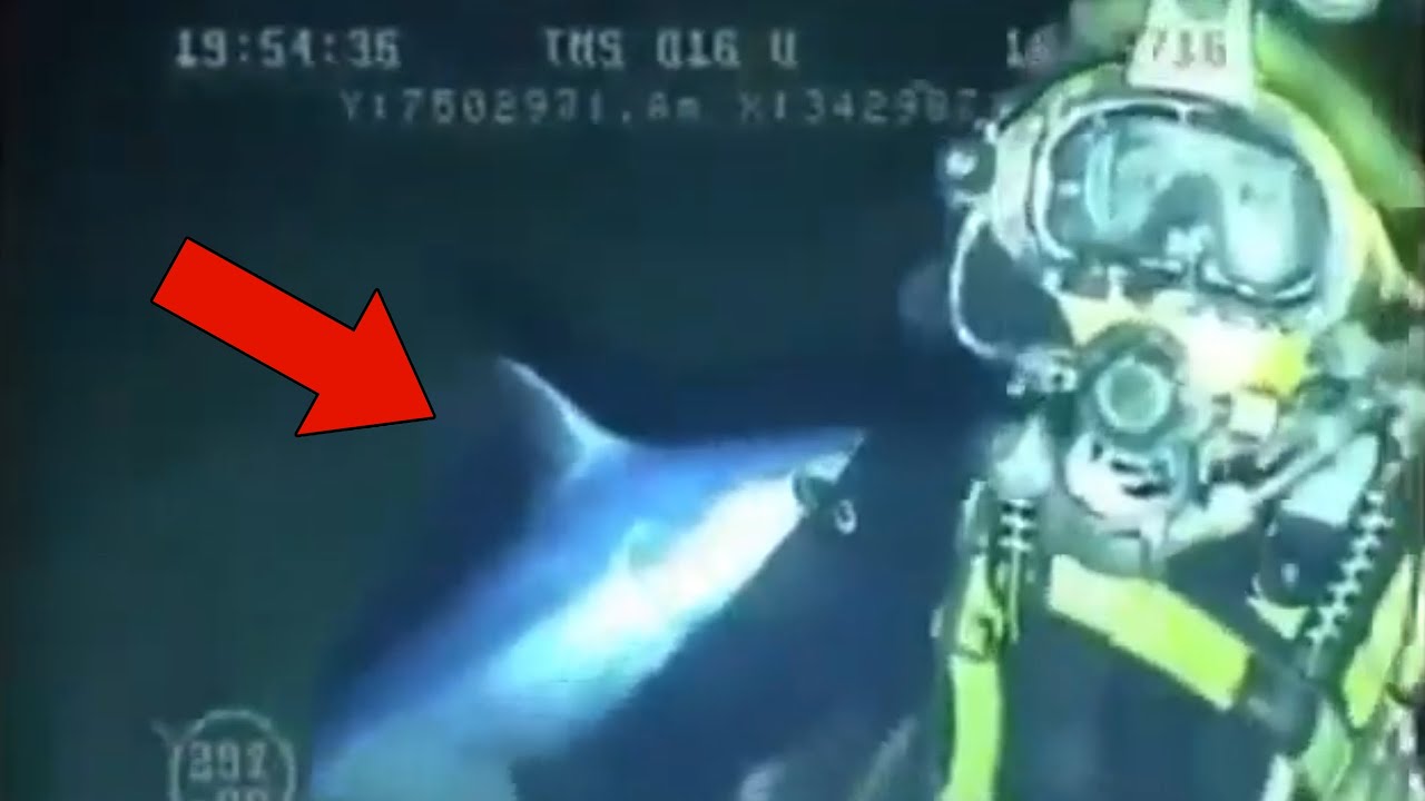 3 Disturbing Diving Encounters Caught on Camera
