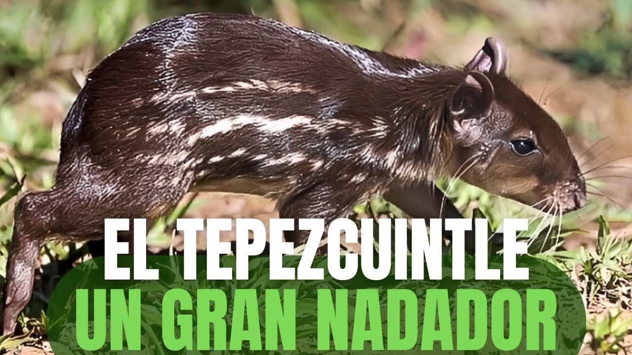 Porque el tepezcuintle es un excelente nadador 