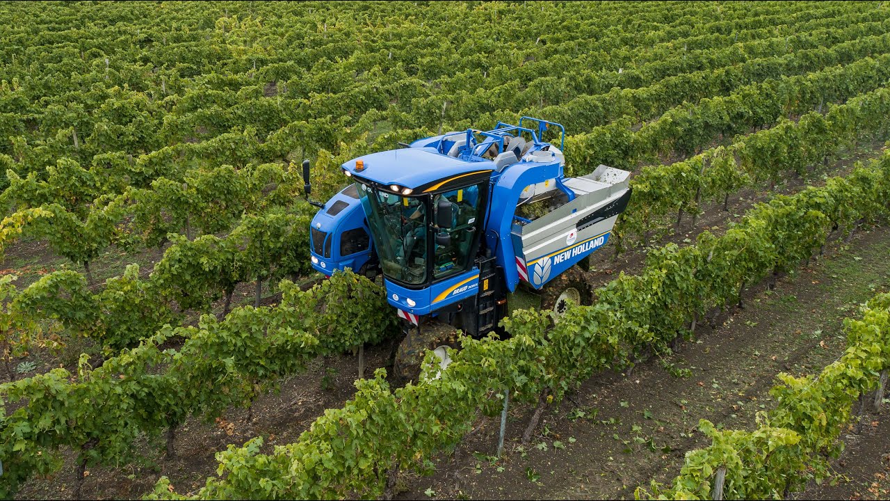 Vendanges 2020 en Charente-Maritime