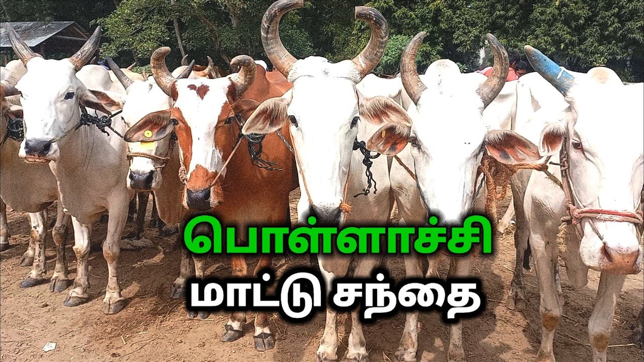 பொள்ளாச்சி மாட்டு சந்தை/pollachi cow market.