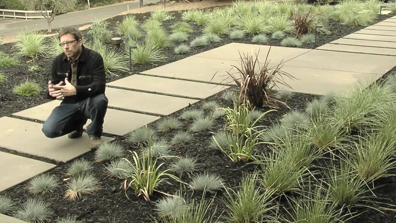 Plants for Modern Landscaping