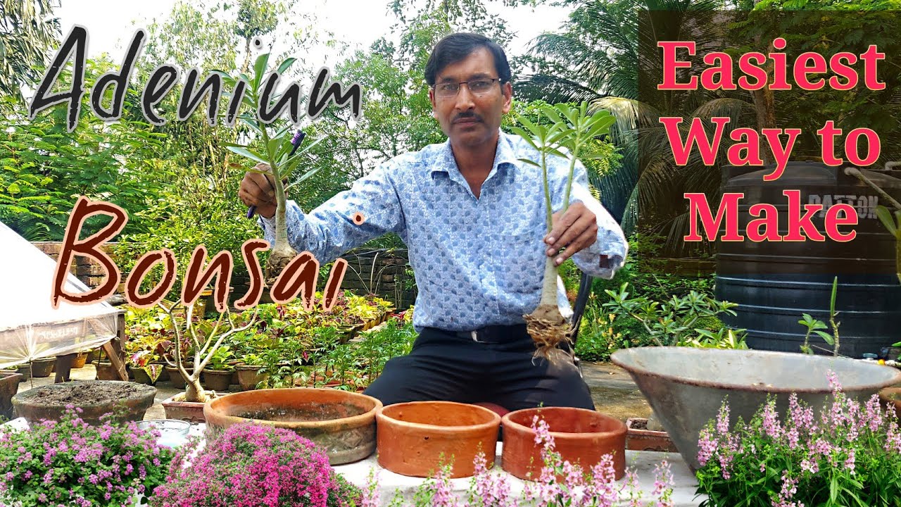 Adenium Bonsai : Easiest Way to Make it