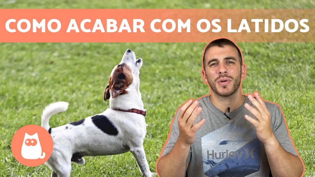 Como fazer o cachorro parar de latir! 🐶🗯️ (3 dicas eficazes!)