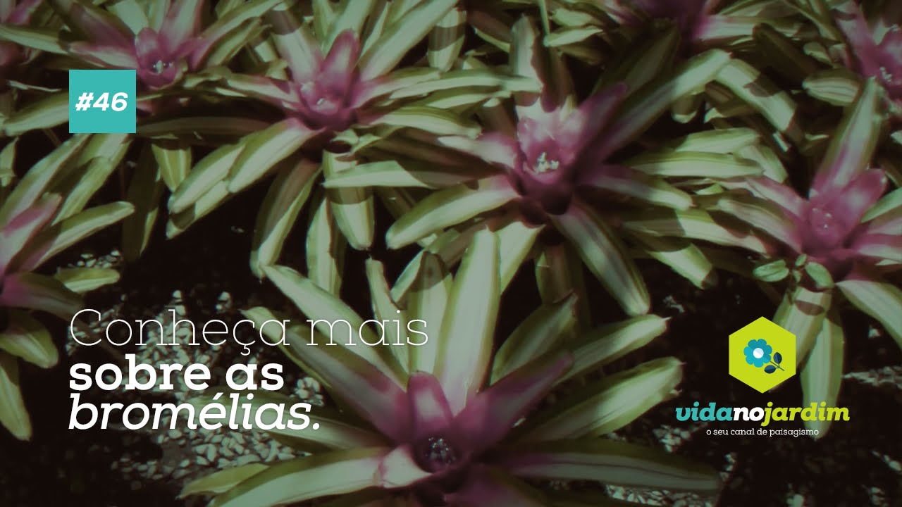 Conheça mais sobre as bromélias #46