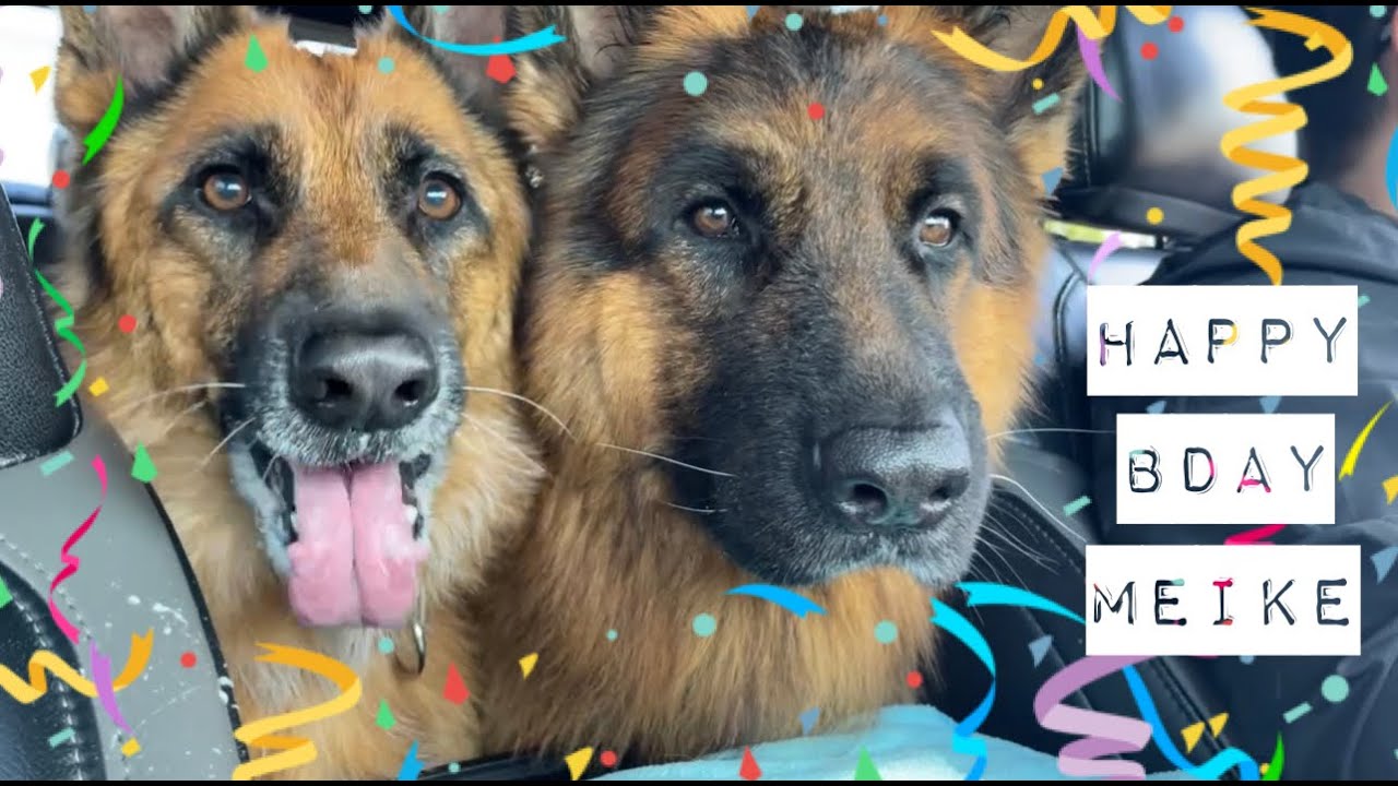 The Diary of German Shepherds 15