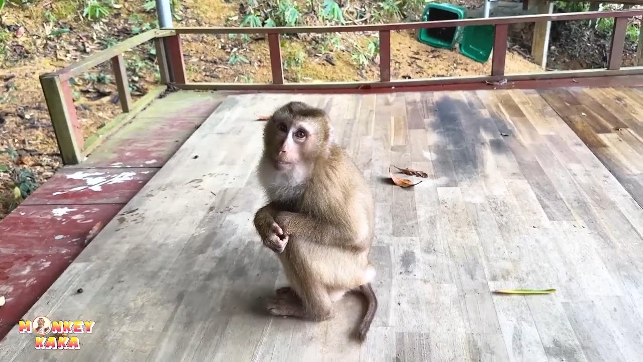 Monkey Kaka sat huddled alone, shivering from the cold, looking so pathetic.