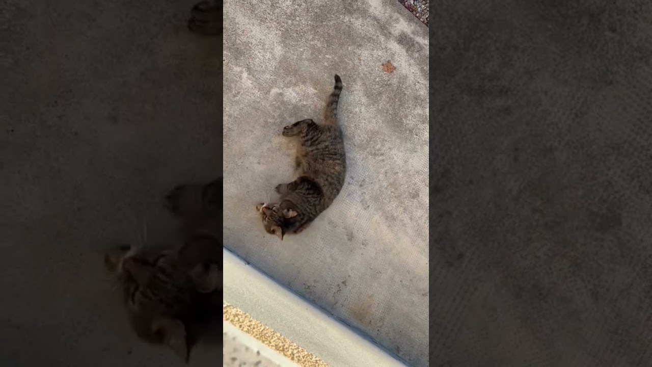 Funny cat #shortvideo #shortcatsvideos #catshorts #cats #funnycats #catvideos #shorts #funnycat #cat