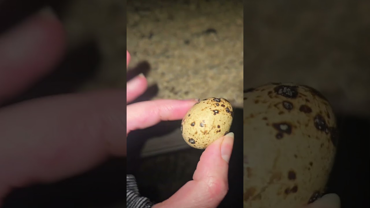 Охота за перепелиными яйцами