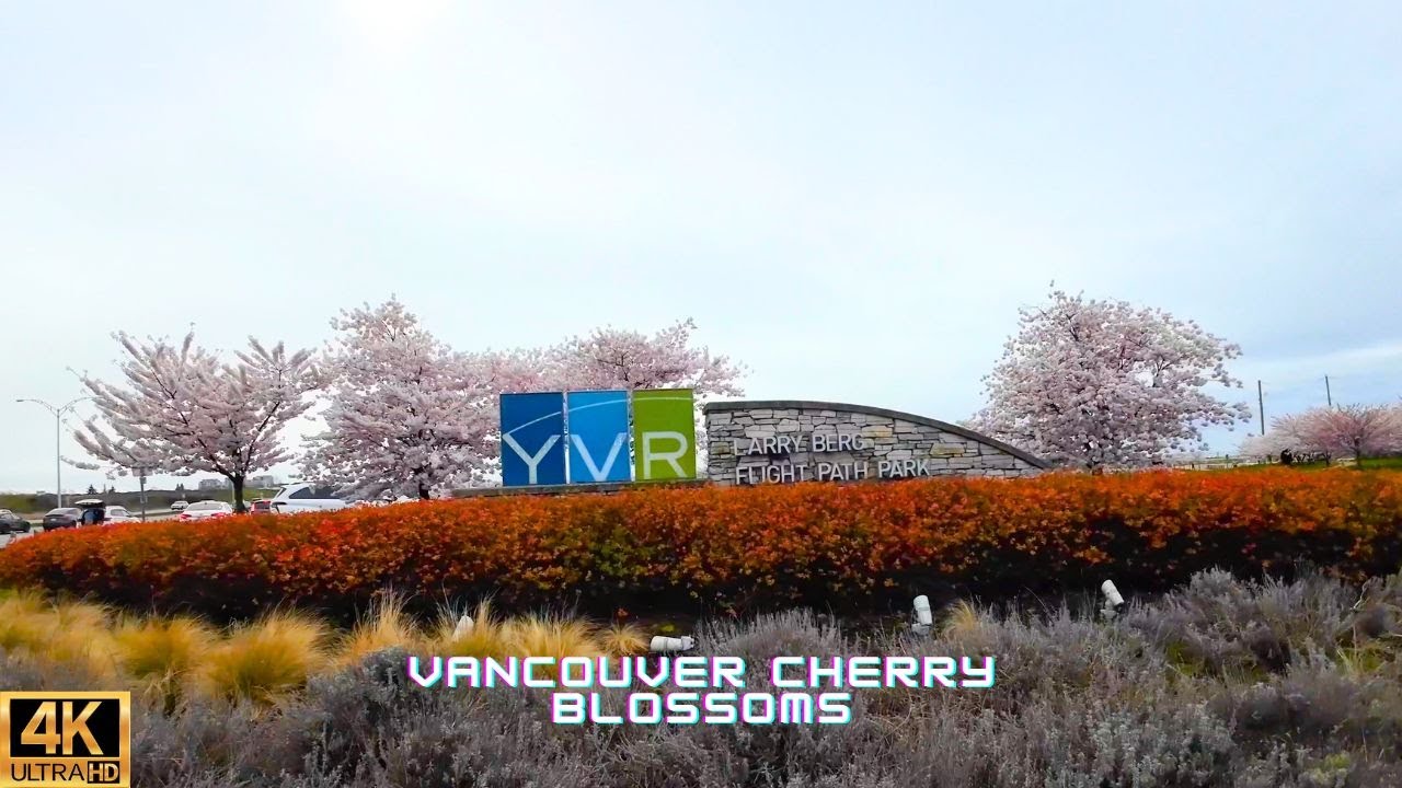 [4K ] 🌸VANCOUVER CHERRY BLOSSOM SPRING WALK 2024🌸