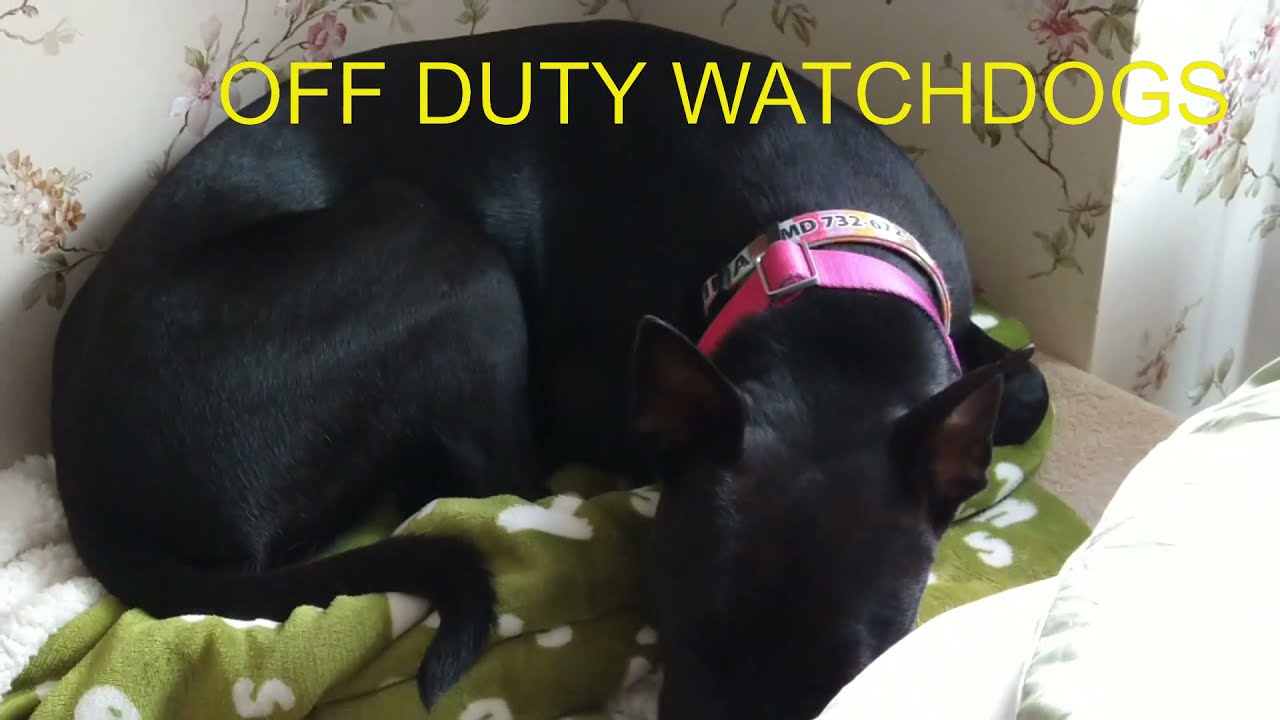 OFF DUTY WATCH DOGS Carolina dog, American dingo, Taiwan dog, FMD