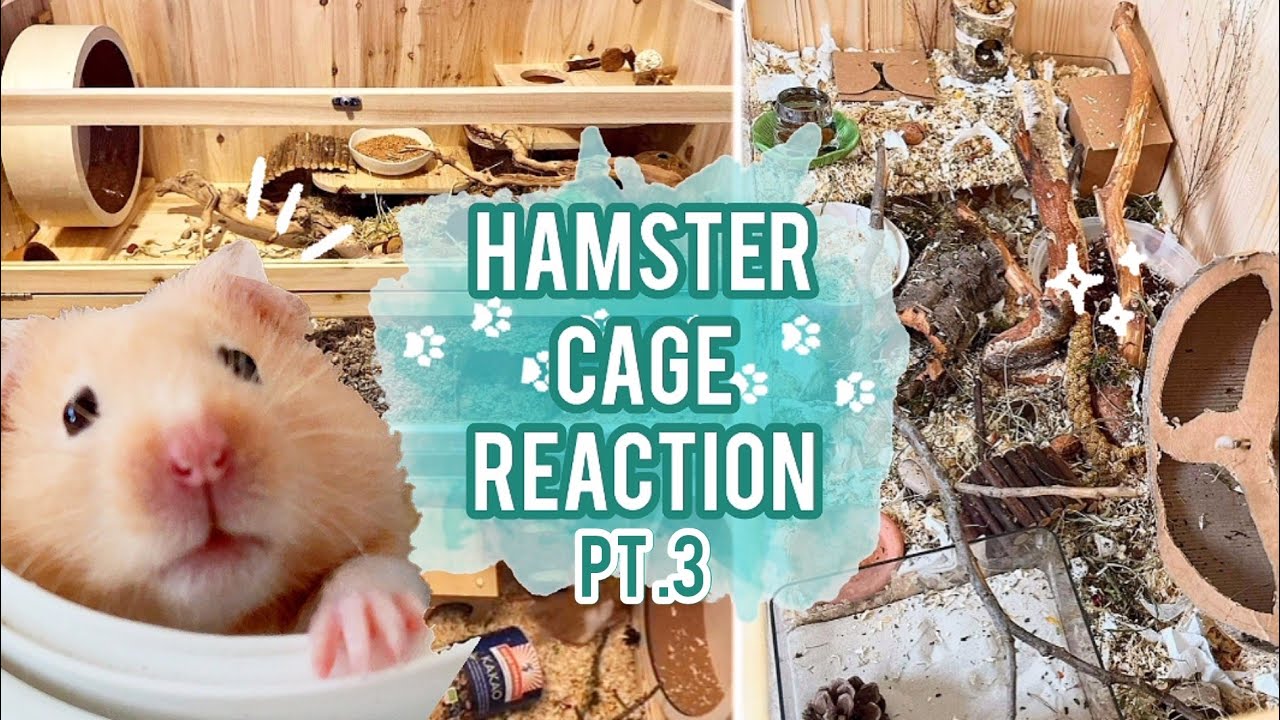 Reacting to my Subscriber's Hamster Cages! PT.3 🐹🌿