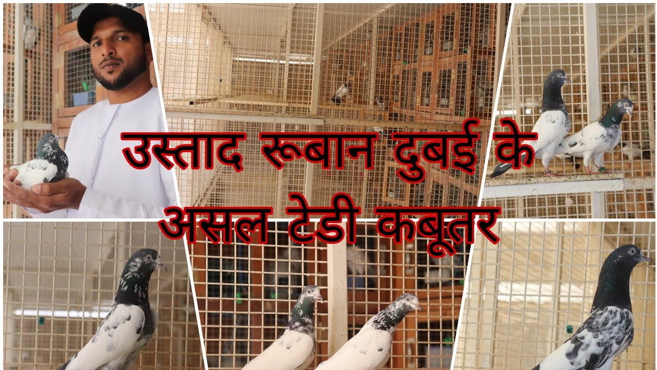 Ustad roban dubai original teddy pairs breeding setup and breeding tips by Kamal Arora