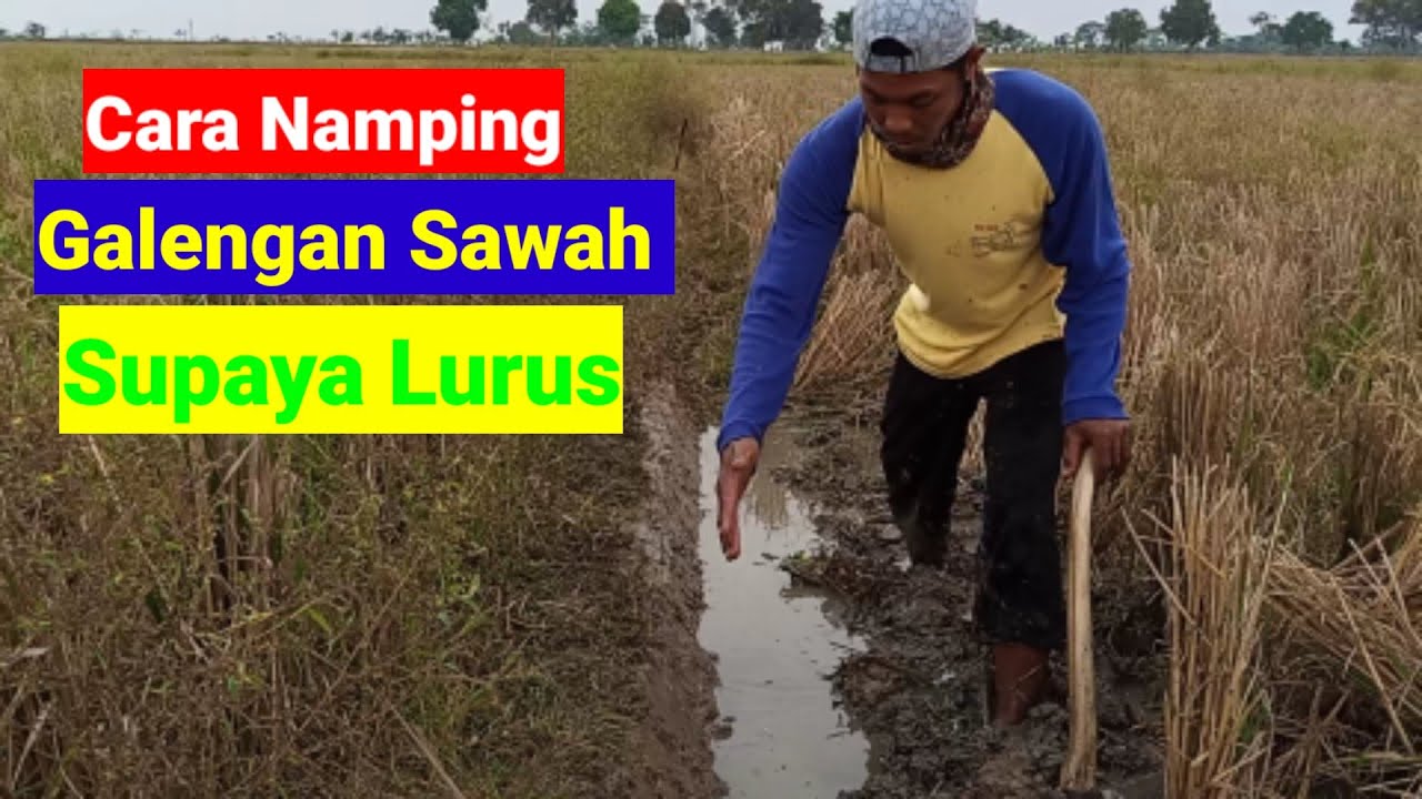 Trik Tamping Galengan Sawah Supaya Lurus