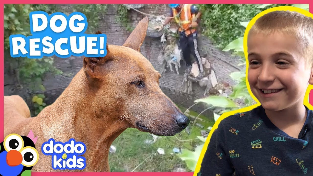 Hero Rescuer Saves Stuck Puppy With Special Pup Net! | Animal Videos For Kids | Dodo Kids: Rescued!