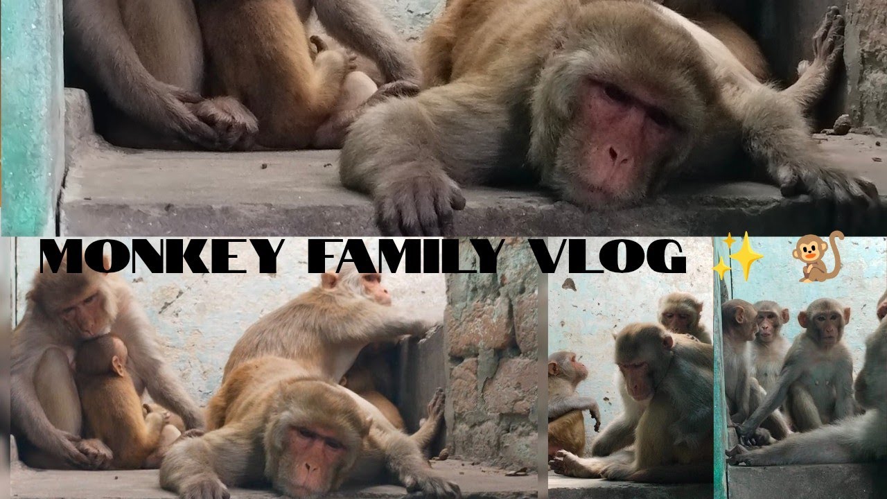 Monkey family vlog🐒🐵..! Do like and subscribe ✨ 