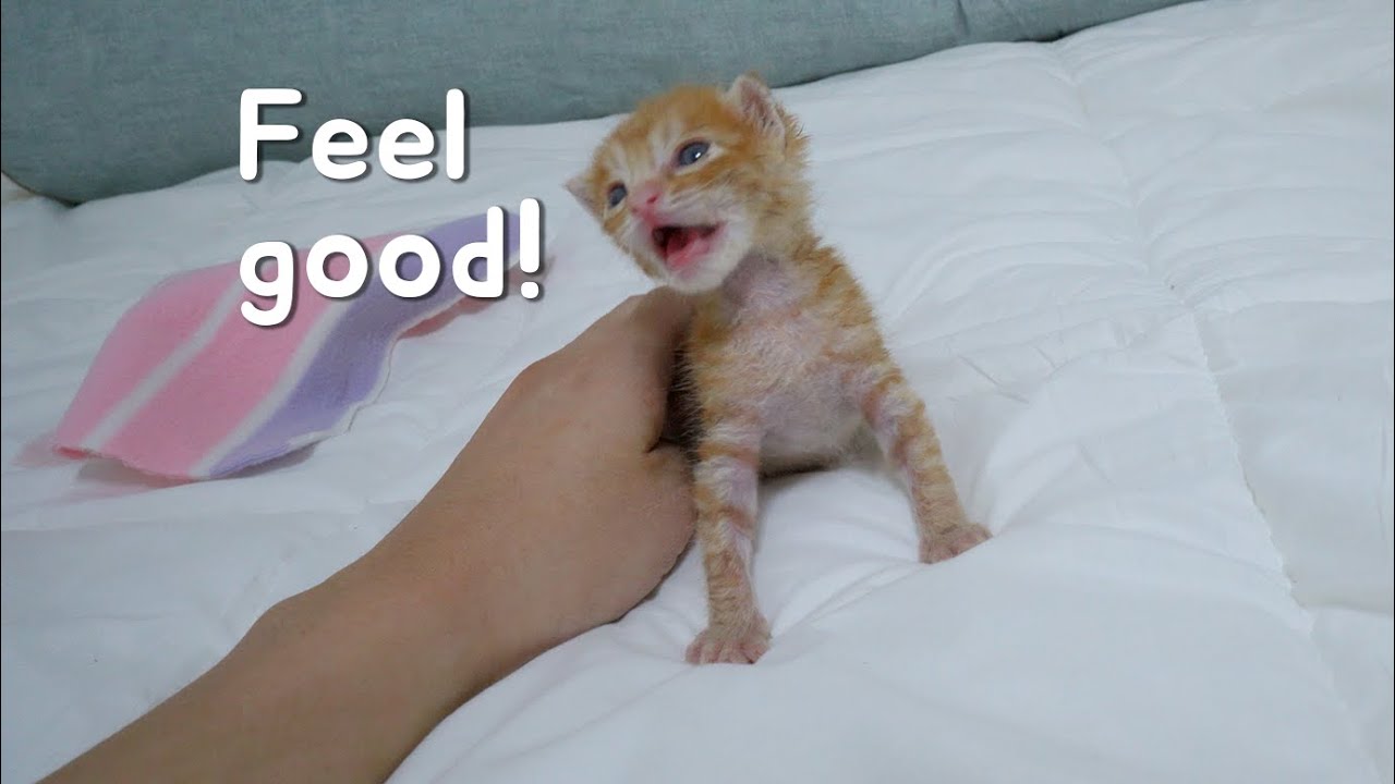 When I Touch the Kitten, He Stands up and Shouts!