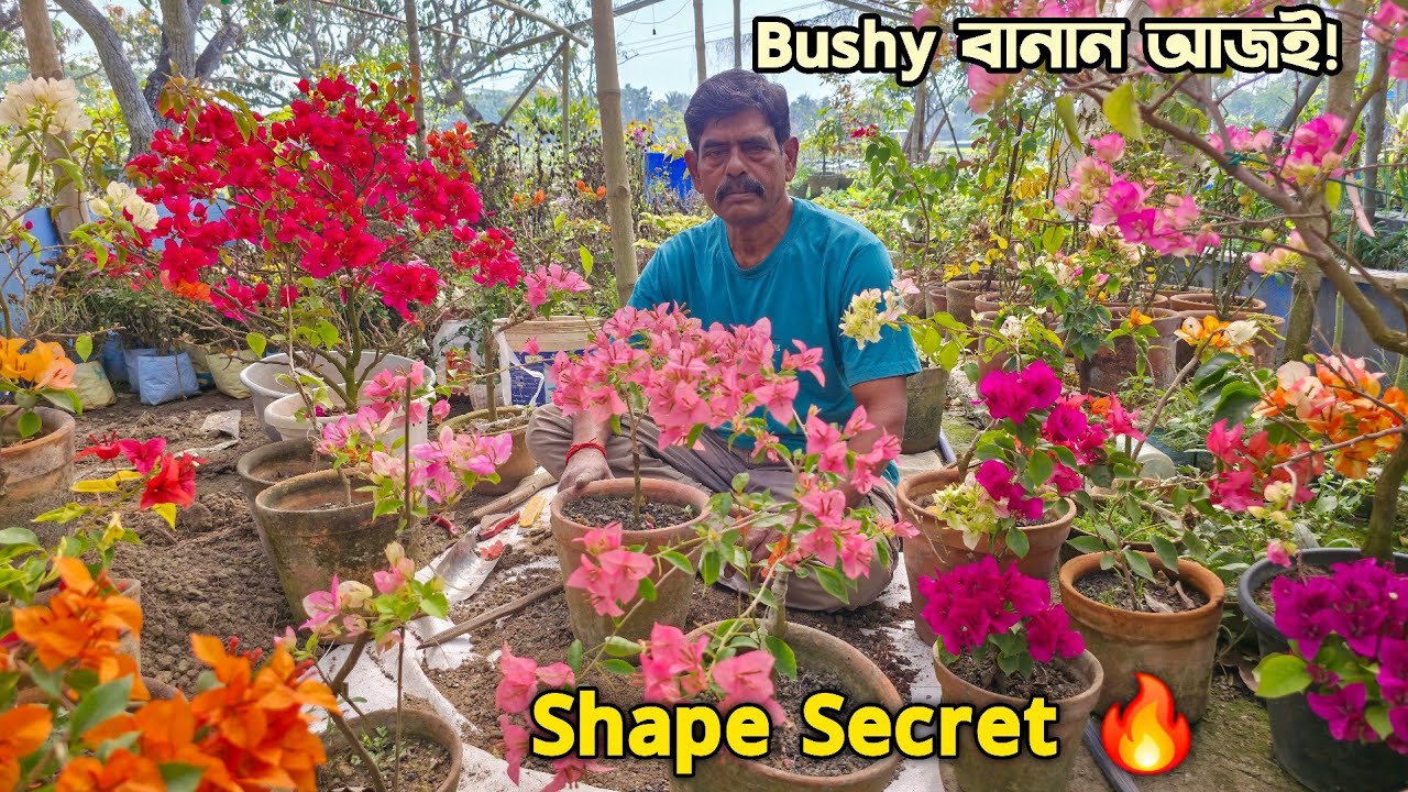 বুগেনভেলিয়া ফুল গাছকে কিভাবে সুন্দর করবেন 