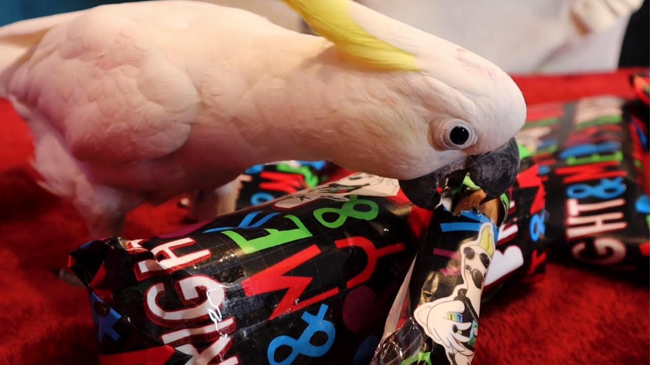 ALL MY PARROTS REACT TO OPENING THEIR PRESENTS! (PARROT SUBTITLES)
