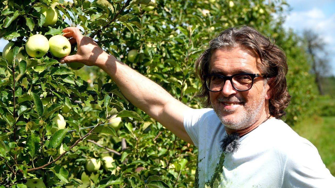 OPADANIE JABŁEK - jak zapobiegać? Arkadiusz Kartus o STOP DROP FRUIT
