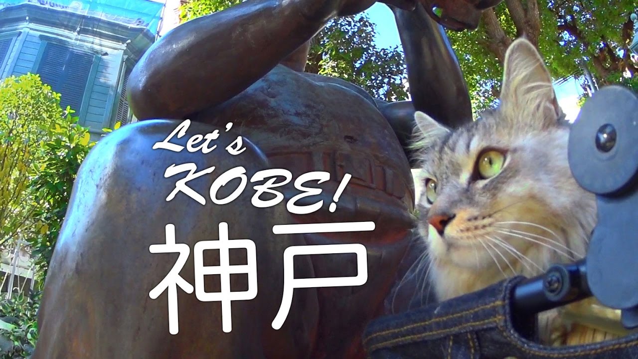 Cat HAL enjoys Kobe, Mom needs rest!/猫と神戸。ハルわくわくママへろへろ