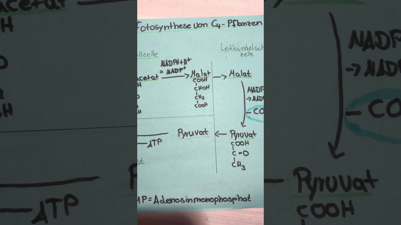 Fotosynthese von C-4 Pflanzen