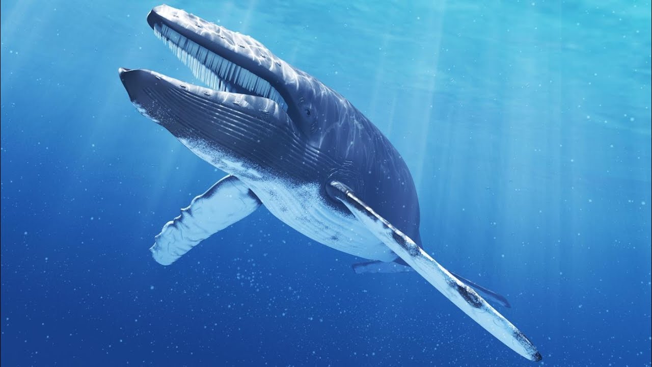 Diving with Blue Whales | Sri Lanka