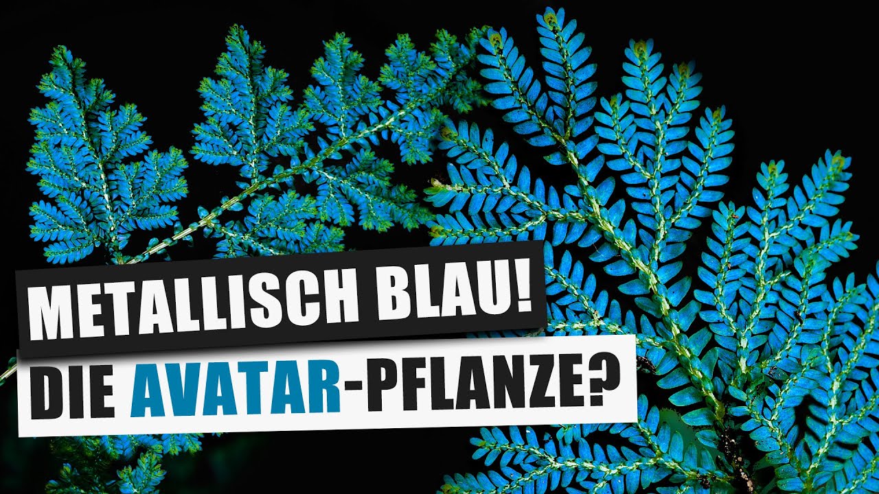 Selaginella willdenowii - Der Pfau unter den Pflanzen | Pflanzen Portrait