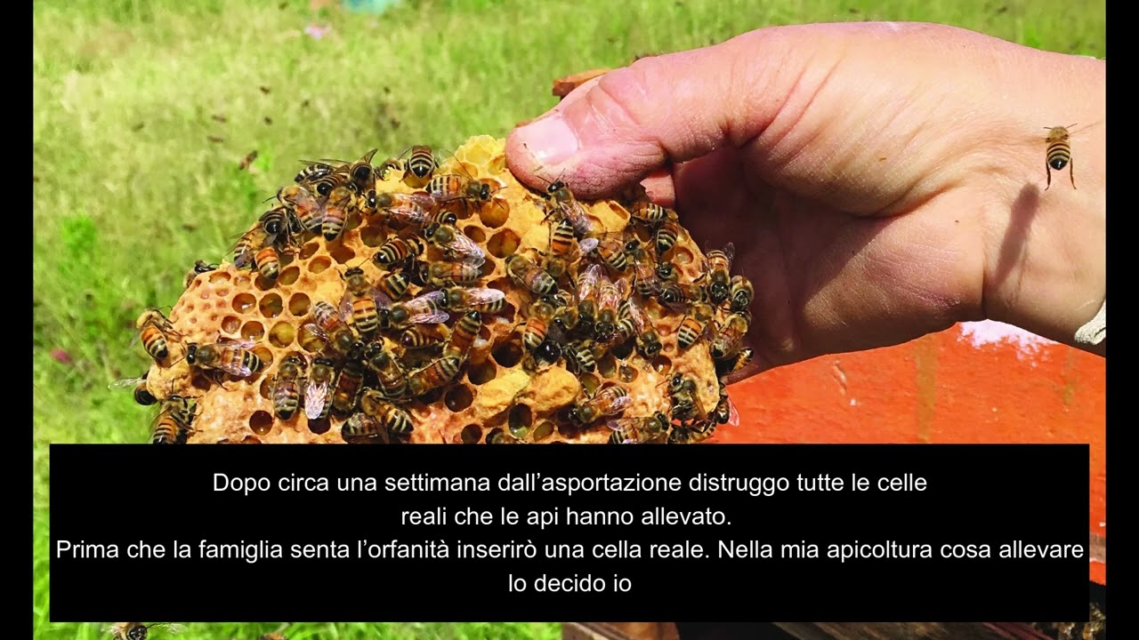 LAVORI DEL MESE: AGOSTO-SETTEMBRE (A CURA DI ANDREA RAFFINETTI)