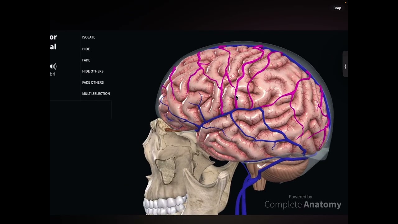 Cerebral veins (no recap needed)