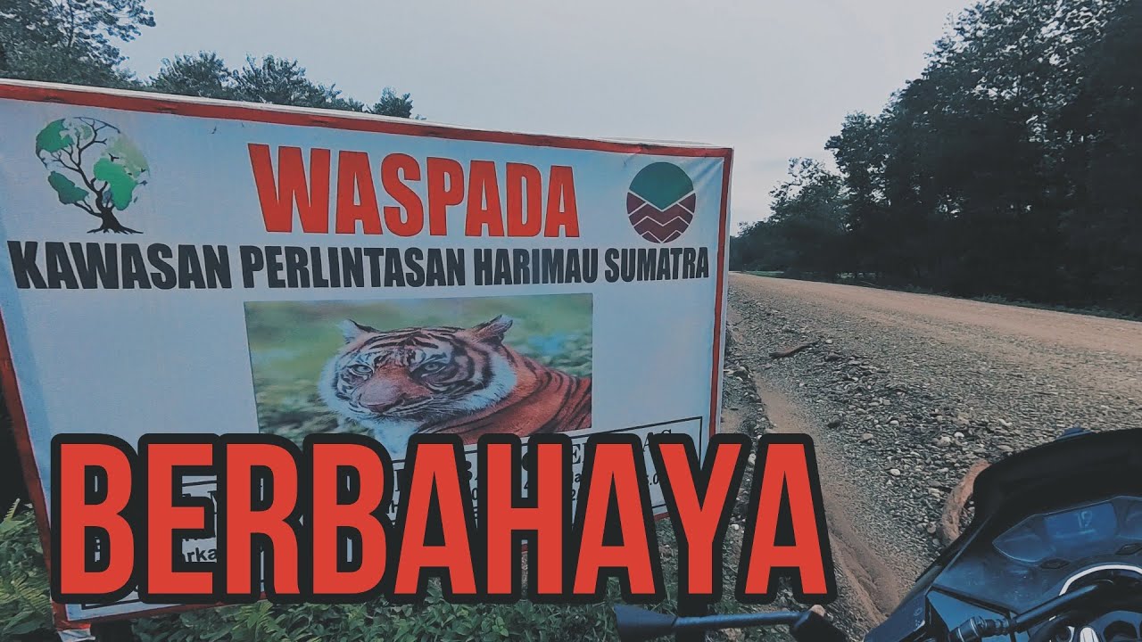 MENYUSURI JALUR BERBAHAYA RAWAN HARIMAU DI HUTAN SUMATERA
