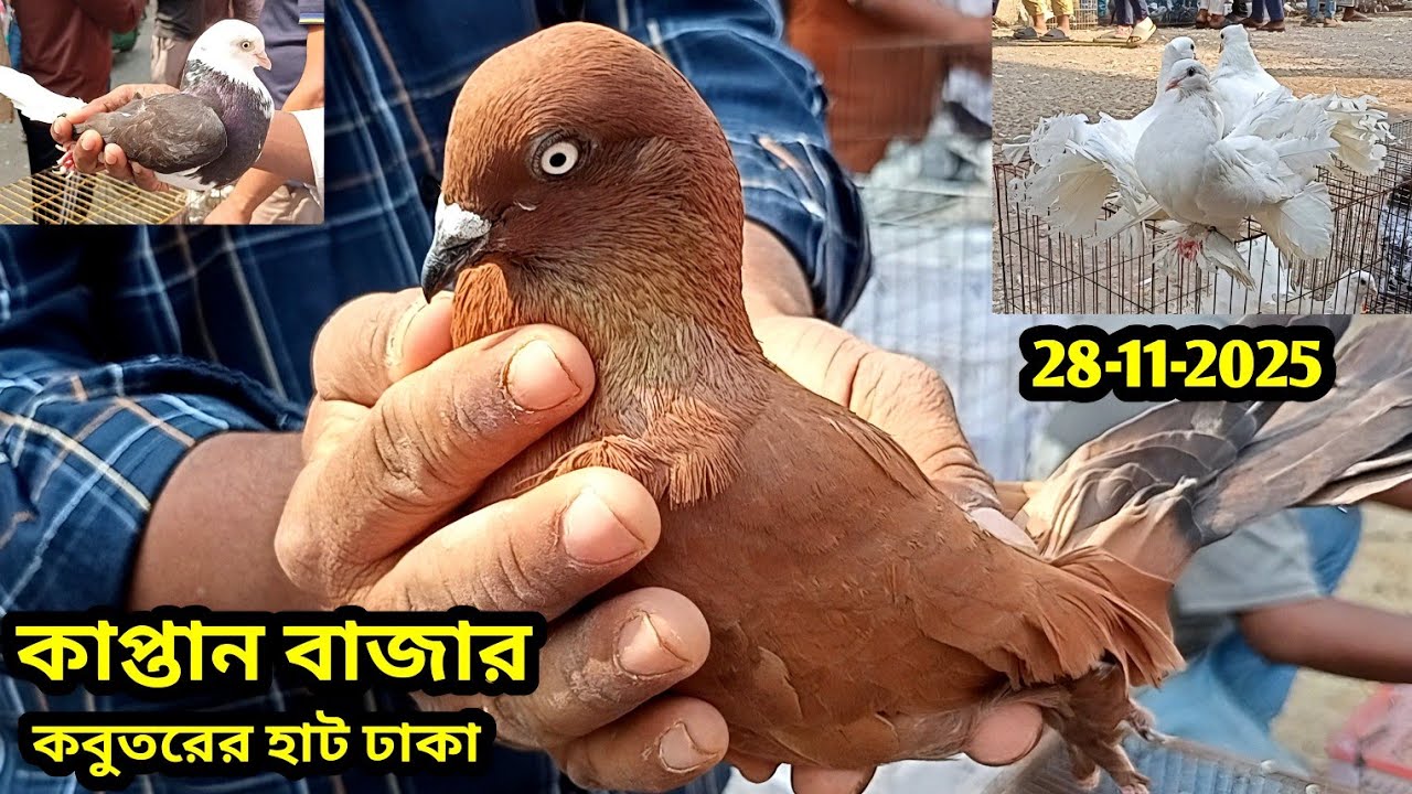 28-11-2025 কাপ্তান বাজার কবুতরের হাট ঢাকা | ২৫০ টাকায় কবুতর | কমদামে হাই-ফ্লাইং কবুতর | Pigeon price
