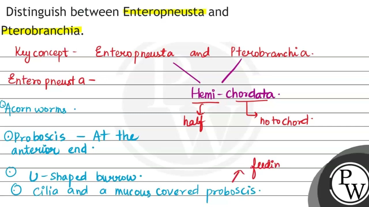 Distinguish between Enteropneusta and Pterobranchia.