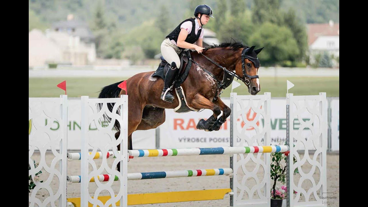 SOLD *2019 gelding 115 level 