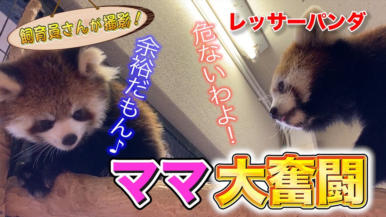 レッサーパンダの赤ちゃん わんぱくすぎてお母さんを困らせる！