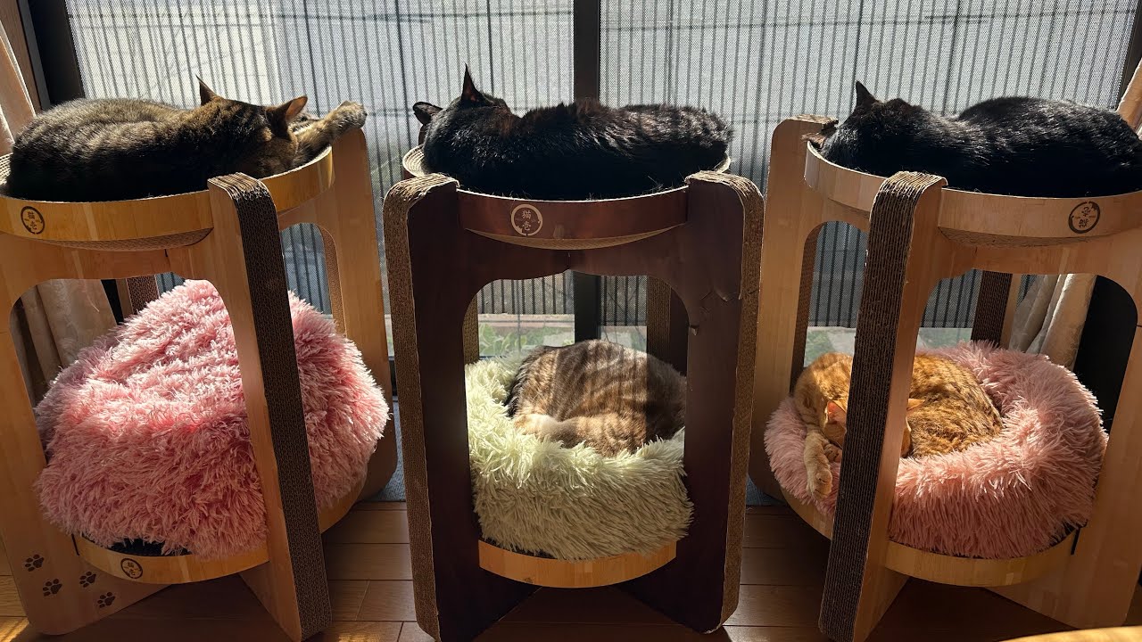 猫と犬の昼寝