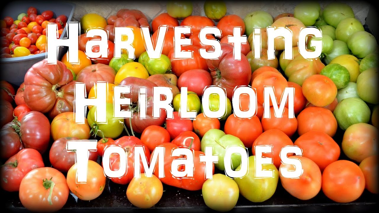 Harvesting Heirloom Tomatoes in the Garden