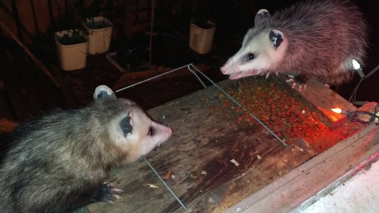 possum 88