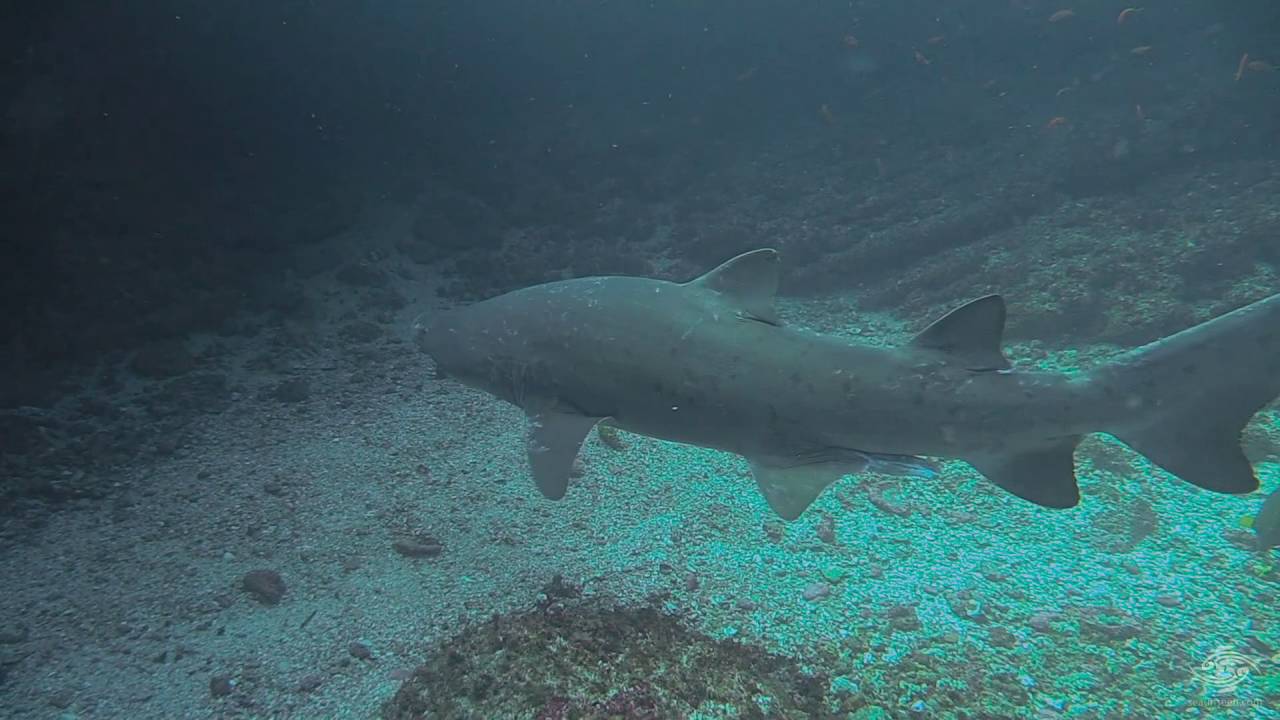 Sand tiger sharks (Carcharias taurus) on Aliwal Shoal South Africa