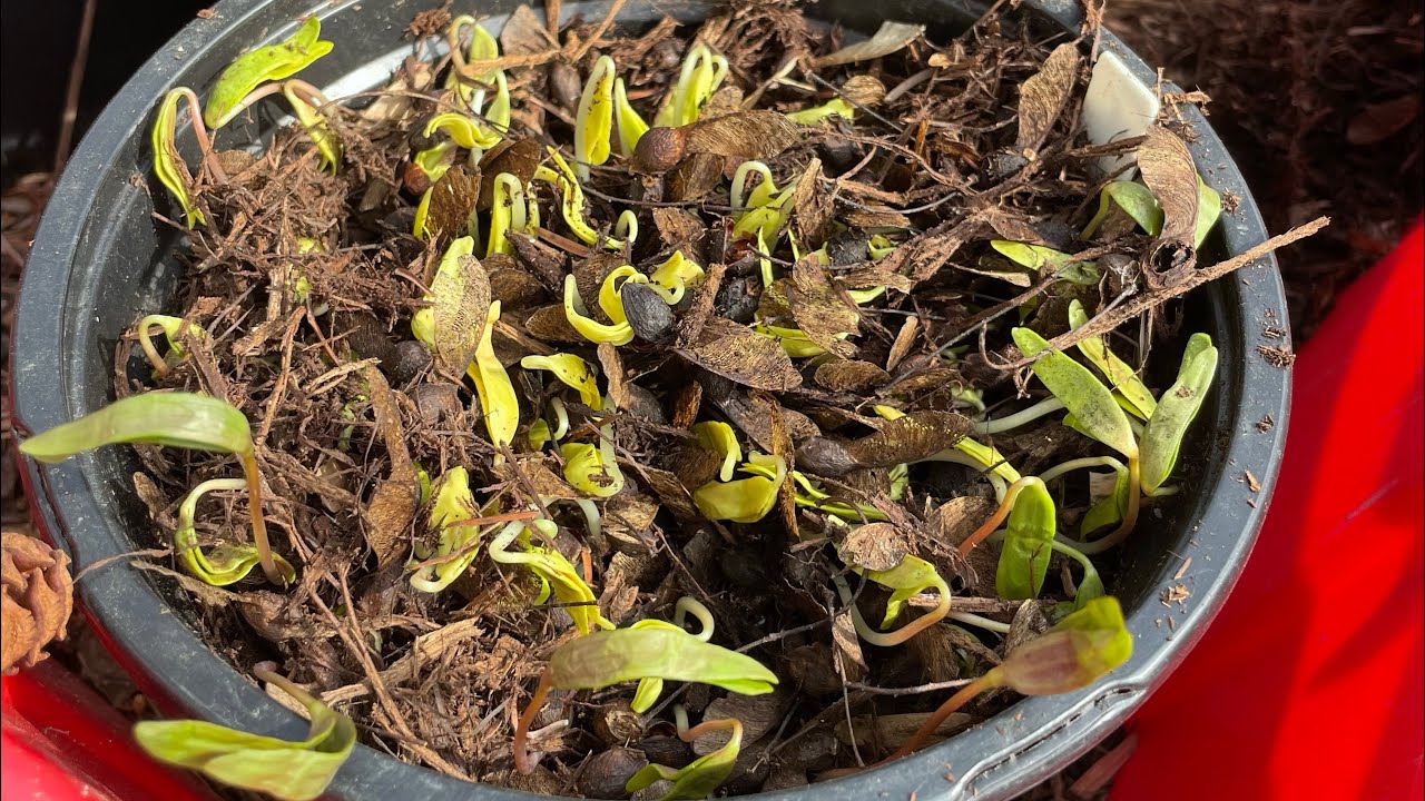How to grow Maple Trees from seed