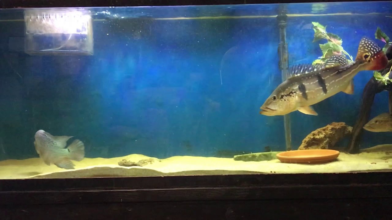 Street fighter flowerhorn vs temensis bass
