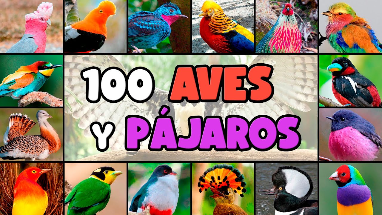 Lista de 100 Aves Ex&oacute;ticas con Caracter&iacute;sticas &Uacute;nicas 🦜