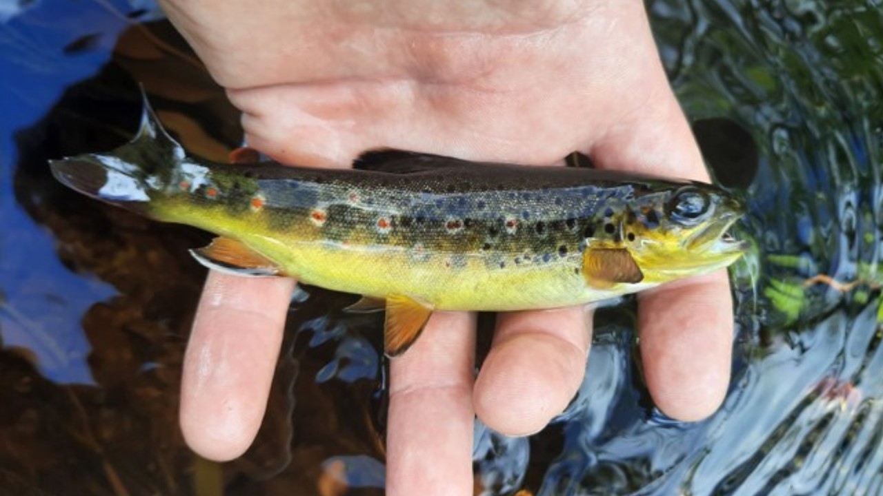 Some Wonderful Things About Trout
