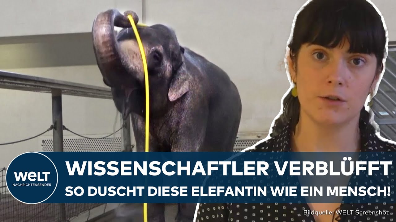BERLINER-ZOO: Elefantenkuh Mary duscht, wie ein Profi – Forscher führen Verhaltensstudie durch!