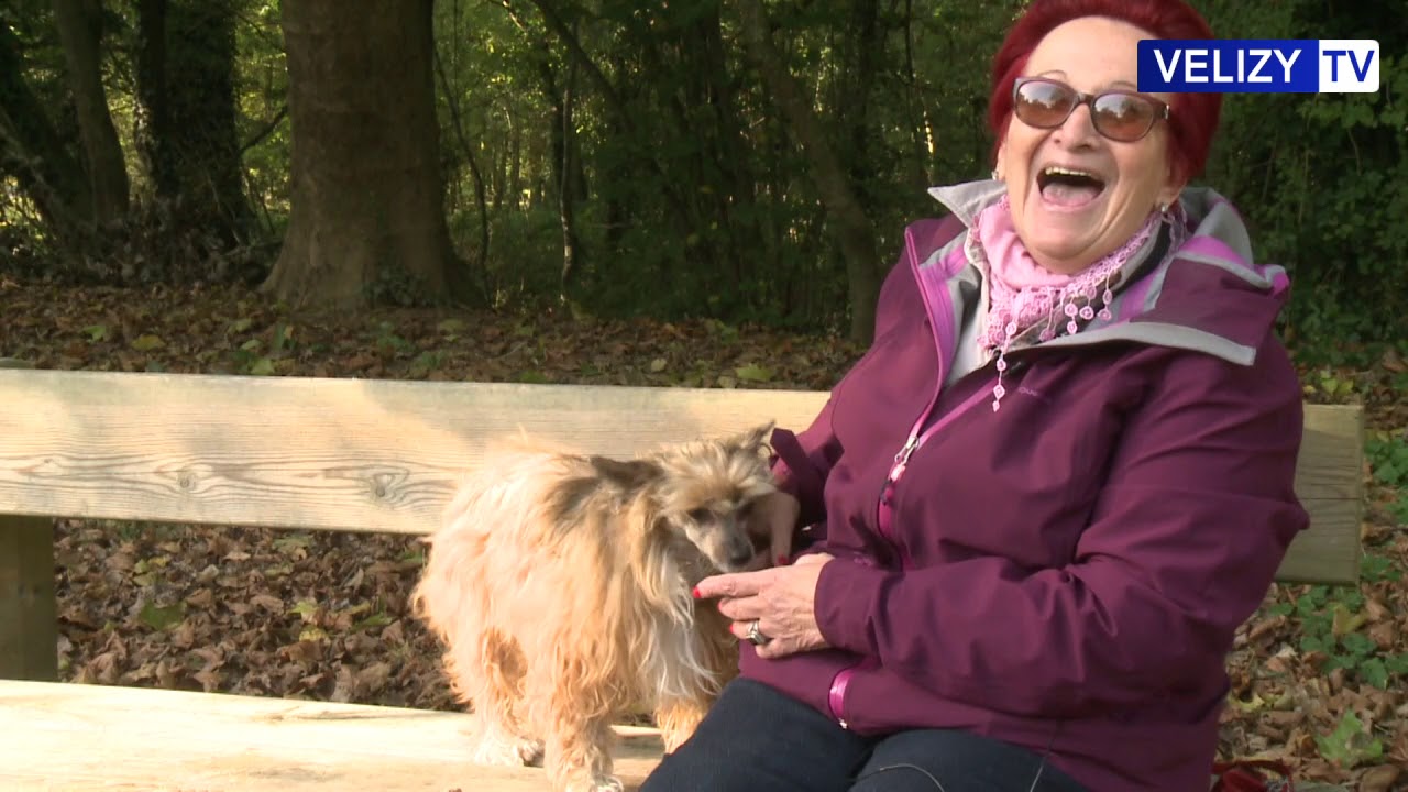 Vélizy TV : Découverte des chiens chinois