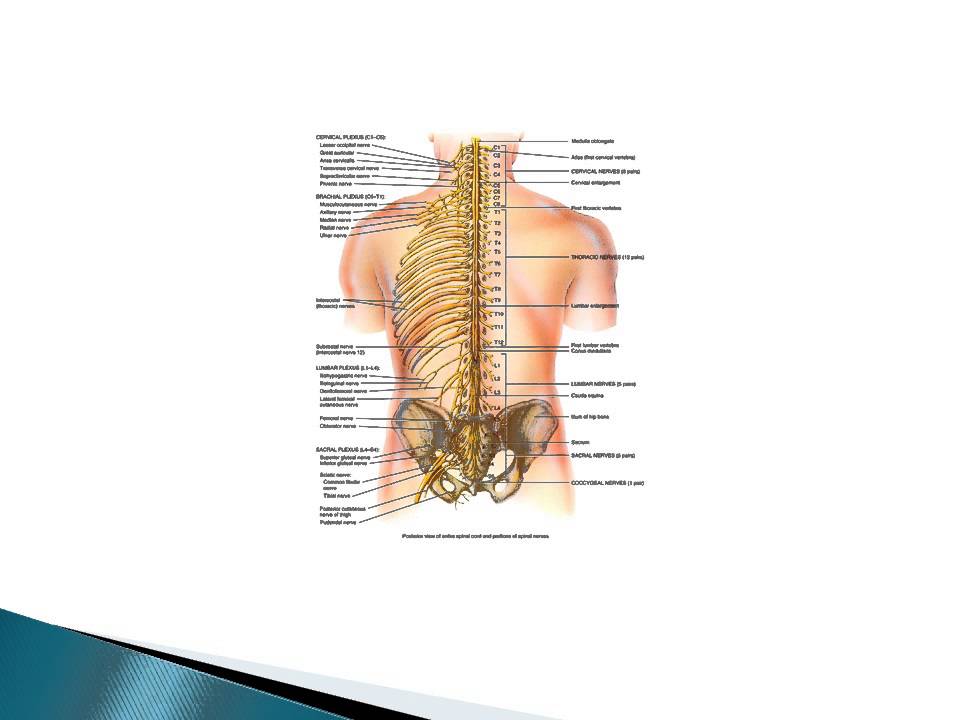 The Spinal Nerves www.ezqmeceu.com