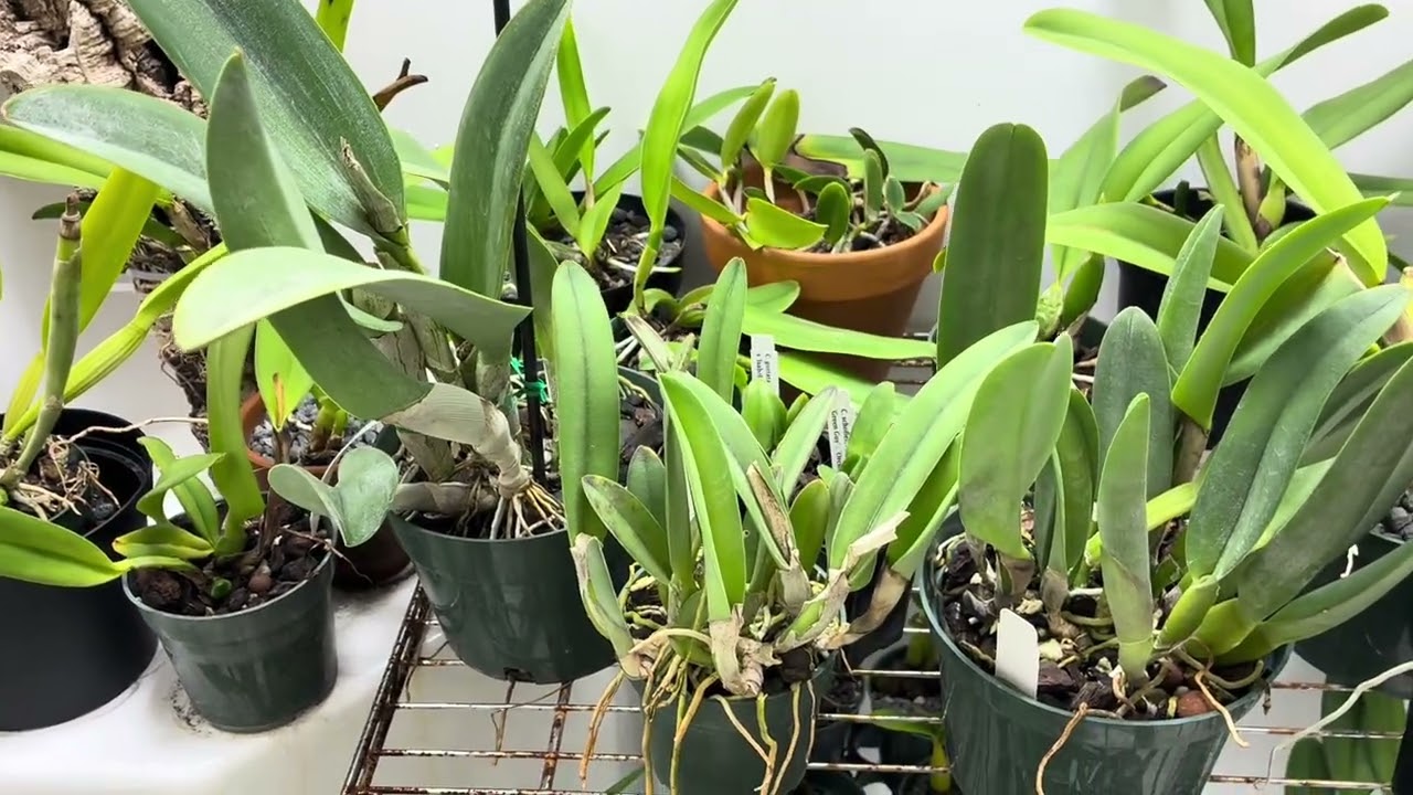 Orchid, and mini life update, Aug 2025