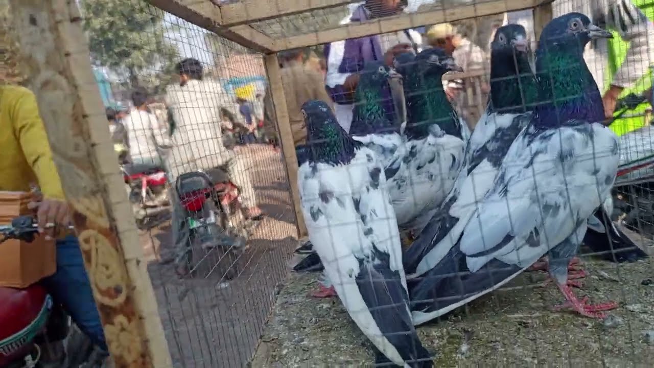 منڈی میں سیالکوٹی بٹیرے ڈیمن بریڈ اور ٹیڈی شوق کریں سب بھائی ماشاءاللہ